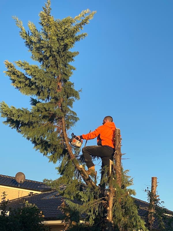 T & A Tree Services project 3