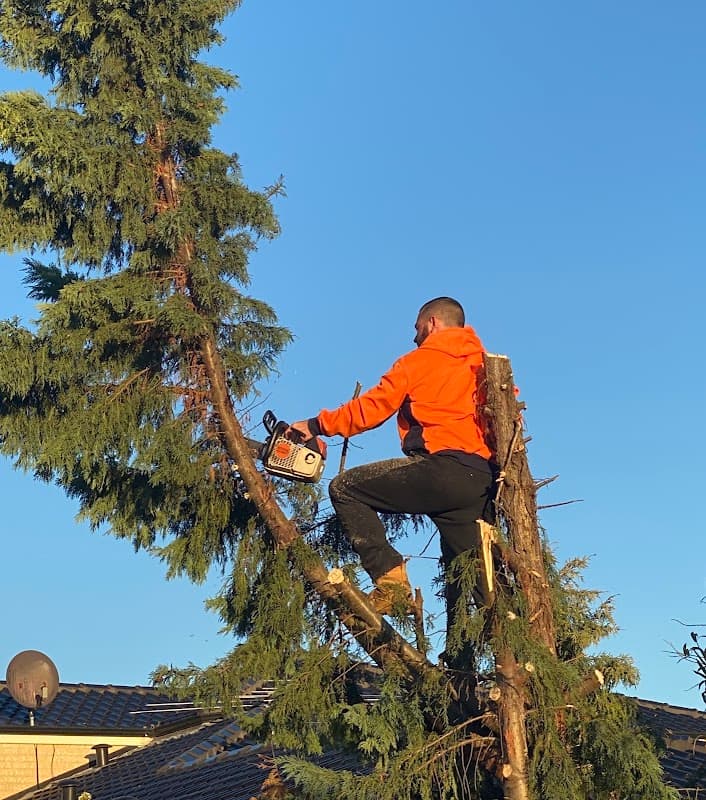 T & A Tree Services project 6