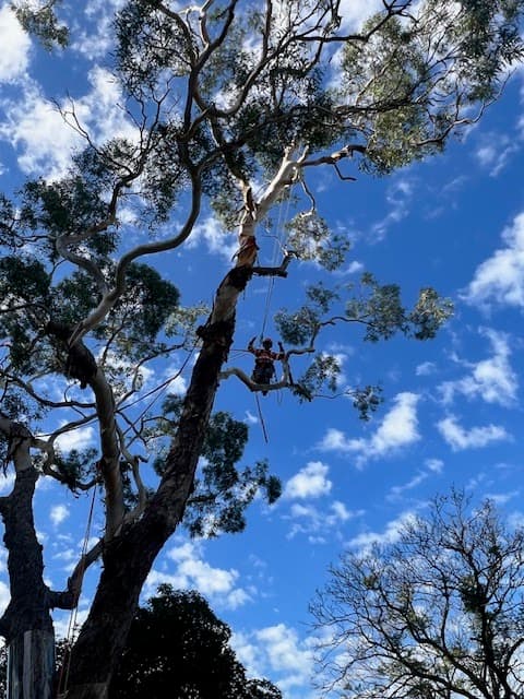 T4 Tree Services project 3