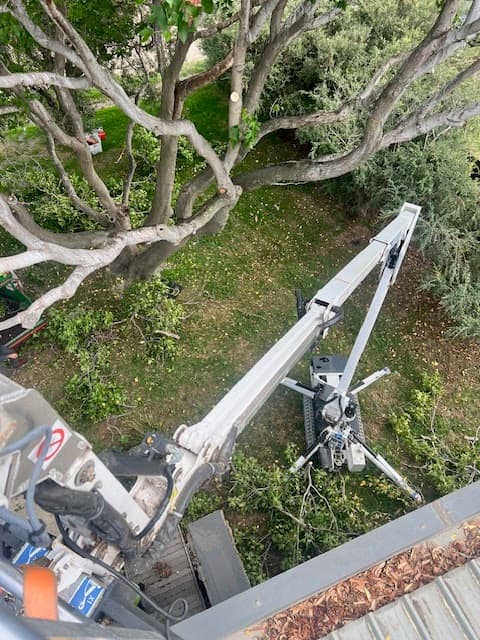 T4 Tree Services project 5
