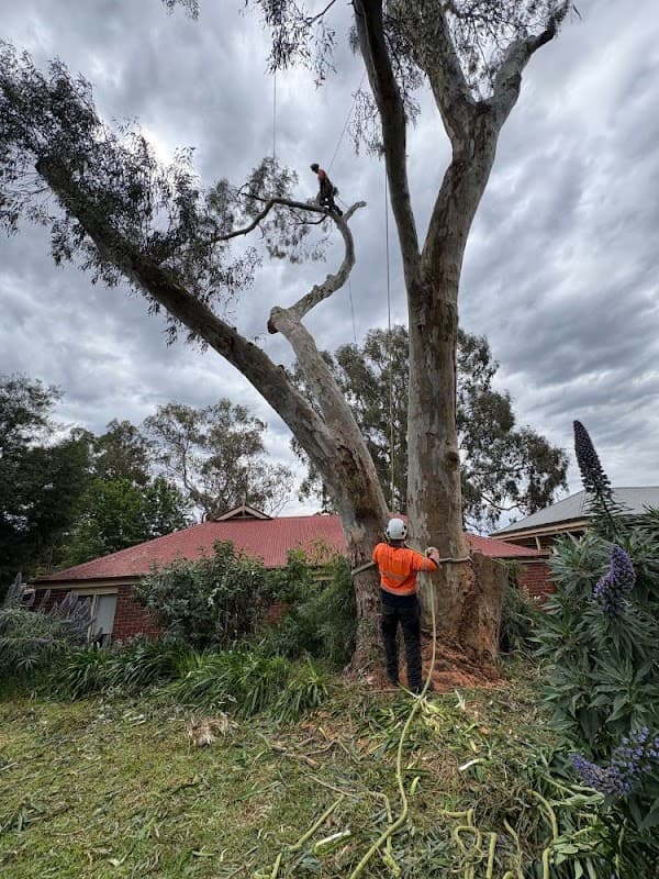 Taking Care of Trees cover