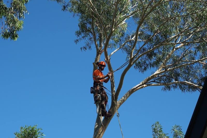Taking Care of Trees project 3
