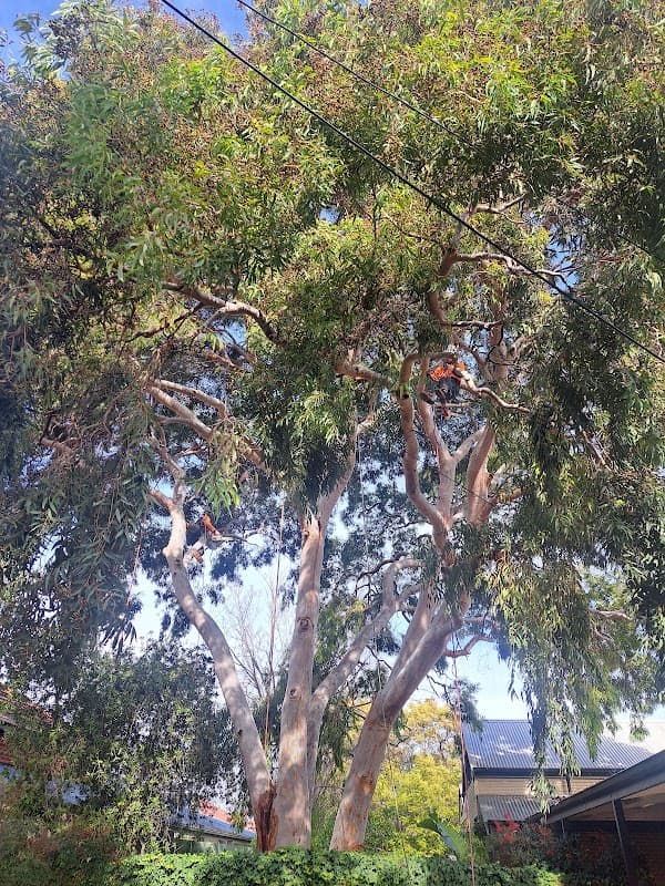 Taking Care of Trees project 4