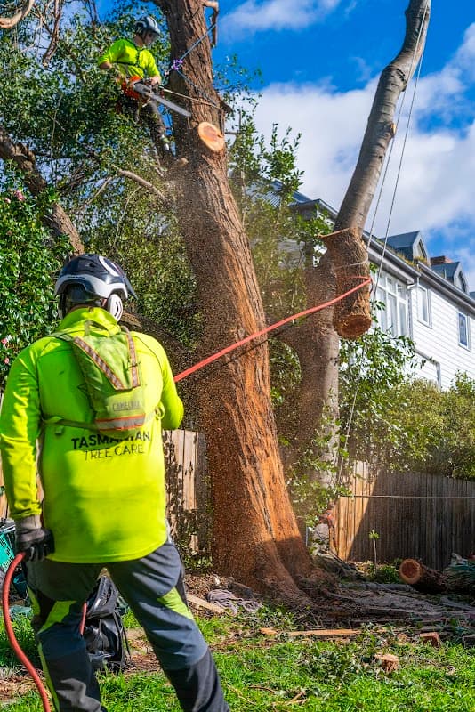 Tasmanian Tree Care project 3