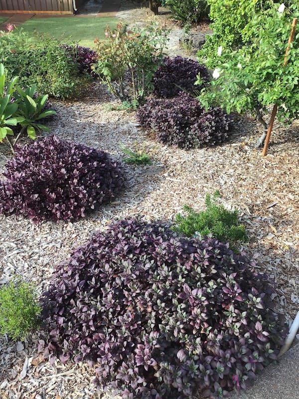 TAYLOR’D GARDENS PERTH project 4