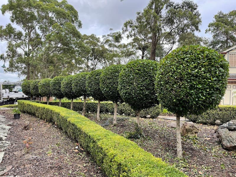 The Hills Hedge Man project 5