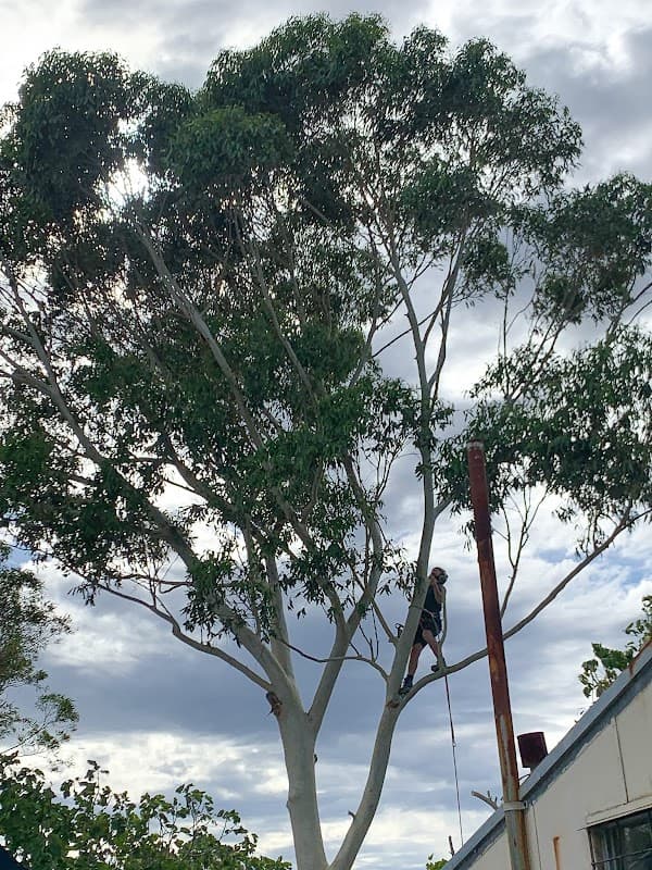 Tidy Trees Western Australia project 1