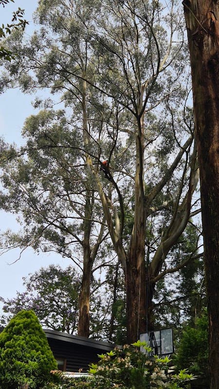 Tree FX Quality Tree Management project 3
