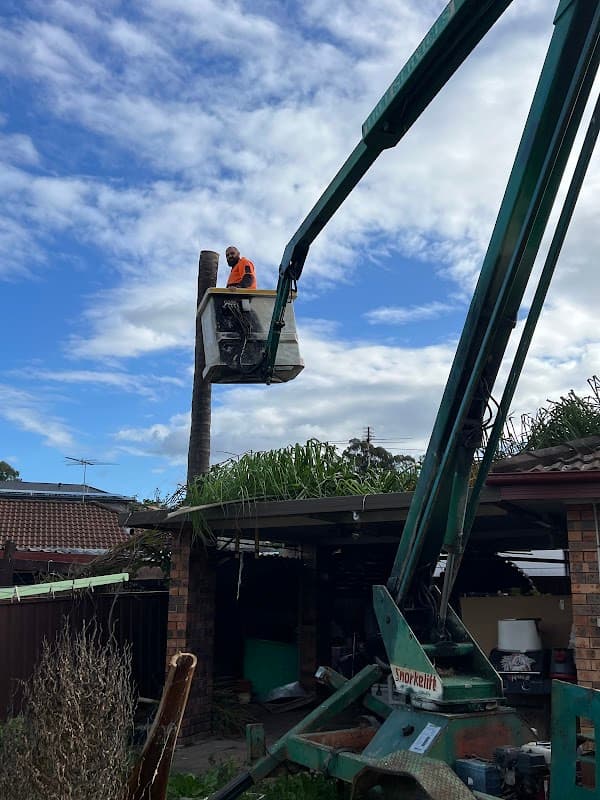 Tree tops tree services