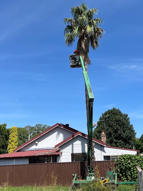 Tree tops tree services cover