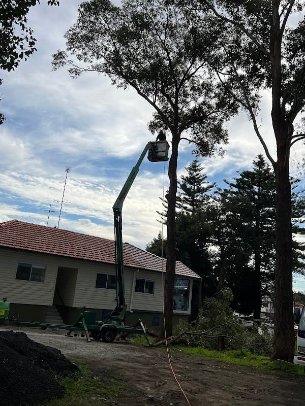 Tree tops tree services project 3