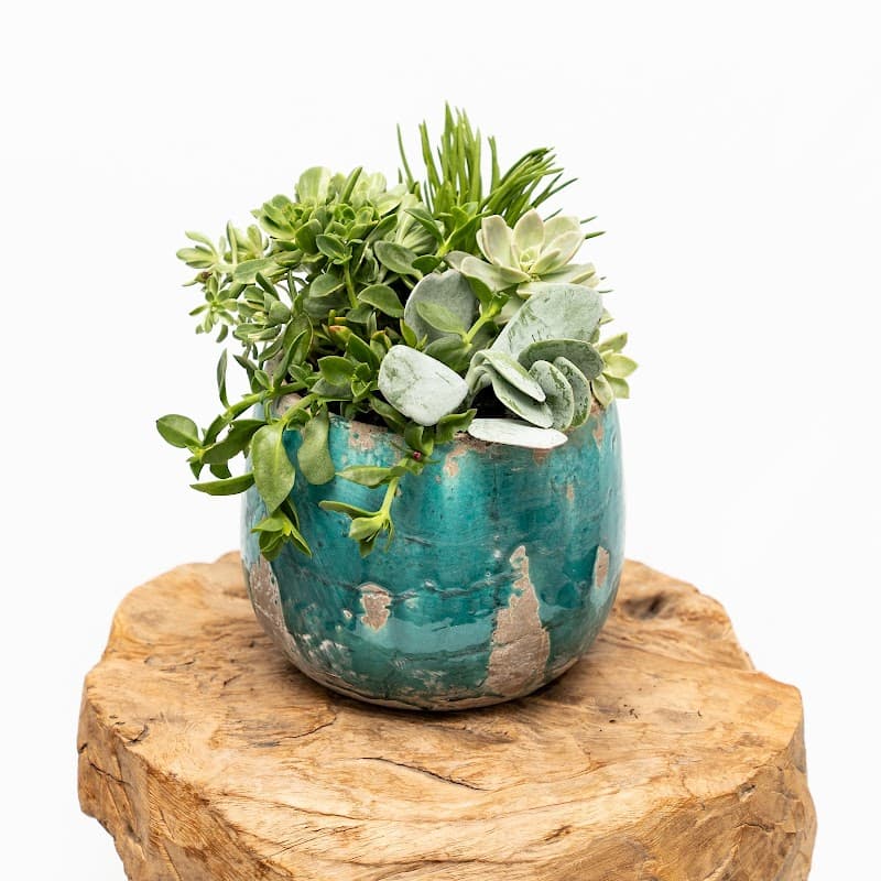 Tu Flora project 1