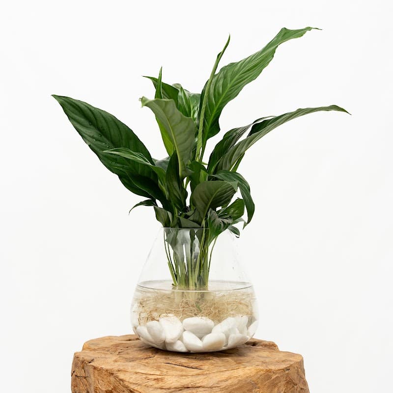 Tu Flora project 5
