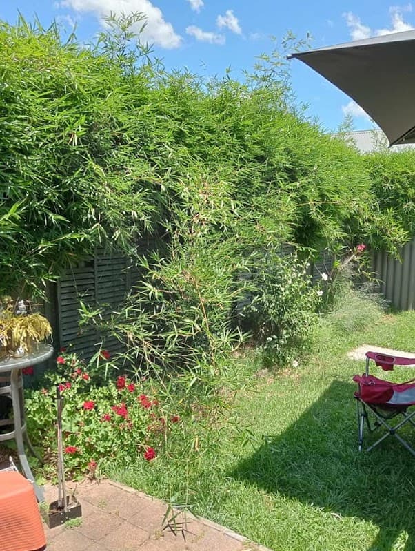 Weedwhizz project 4