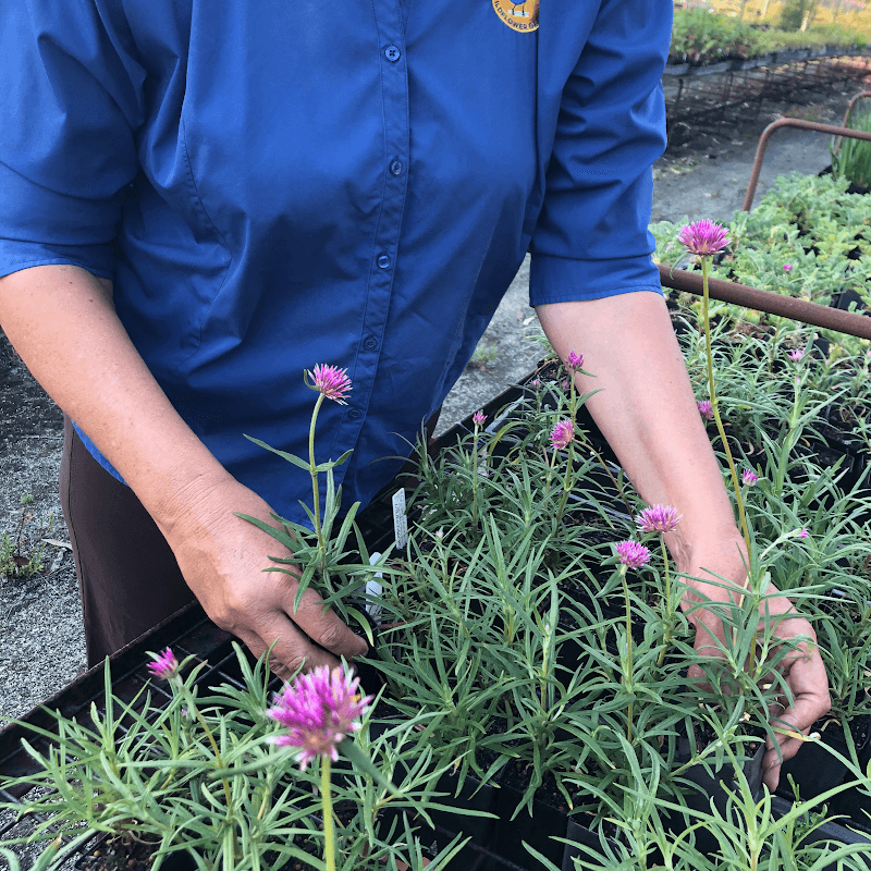 Western Wildflower Gardens project 4