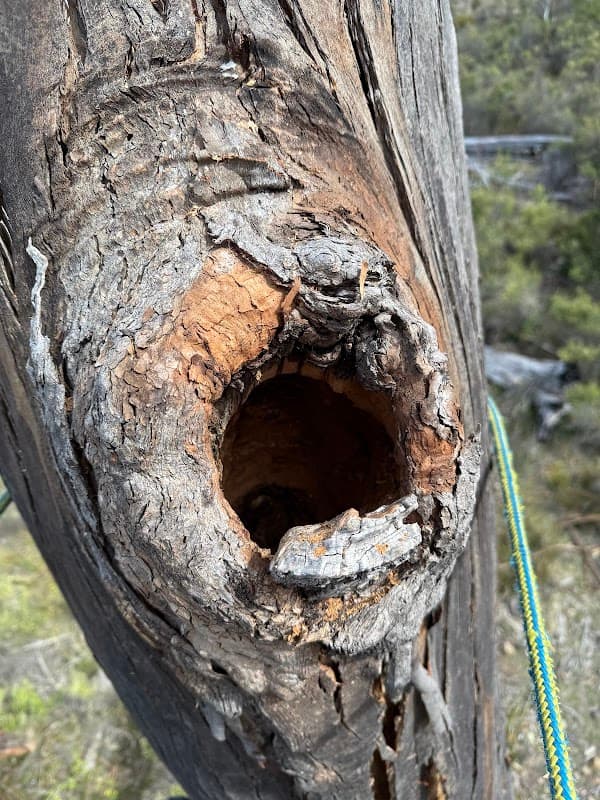 Why Arb- Arborist and Grounds Maintenance Hobart project 4