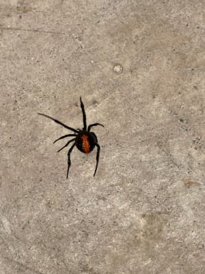 7 States Pest Control project 5
