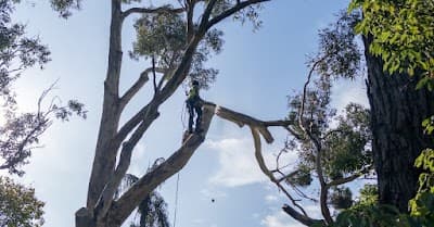 A.P. Tree Management cover