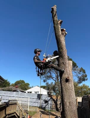 A.P. Tree Management project 5