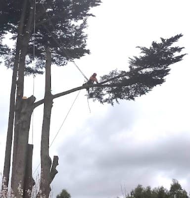 A1 Tree Solutions cover