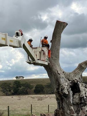 A1 Tree Solutions project 1