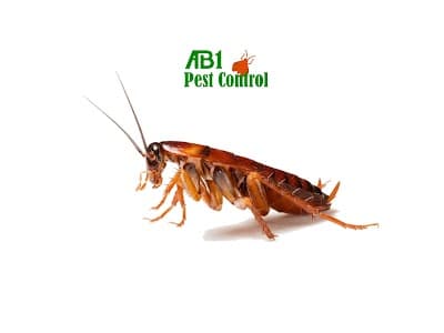 AB1 Termite & Pest Control cover