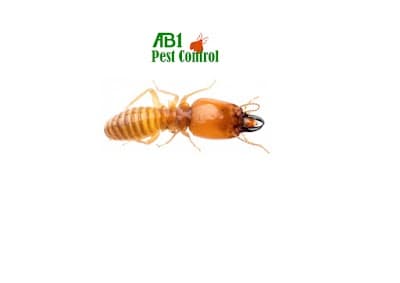 AB1 Termite & Pest Control project 3