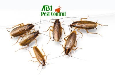 AB1 Termite & Pest Control project 4