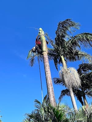 ABC Tree Lopping - All Tree Services| Arborist | Stump Grinding cover