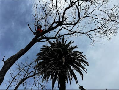 ABC Tree Lopping - All Tree Services| Arborist | Stump Grinding project 3