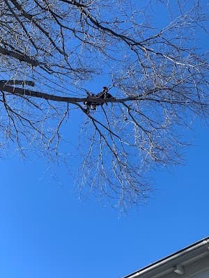 ABC Tree Lopping - All Tree Services| Arborist | Stump Grinding project 5