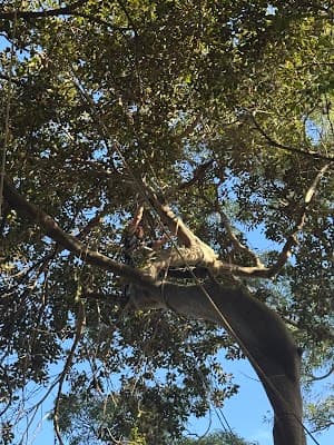 Above All Tree Services