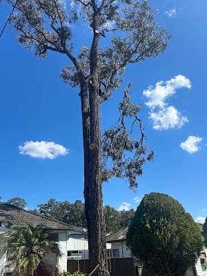 Absolute Tree Services cover
