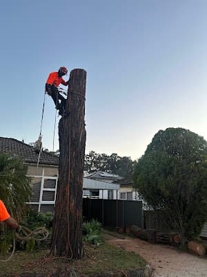Absolute Tree Services project 3