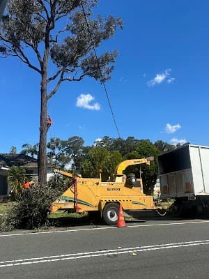 Absolute Tree Services project 4