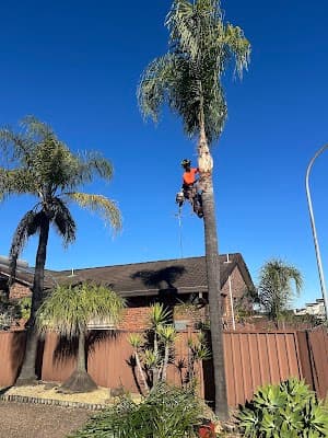Absolute Tree Services project 6