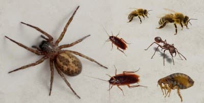 Active Pest Control Management - Pest & Termite Control project 5