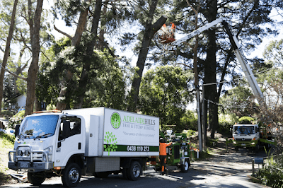 Adelaide Hills Tree & Stump Removal Pty Ltd project 3