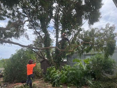 Affordable Tree & Stump Services project 3