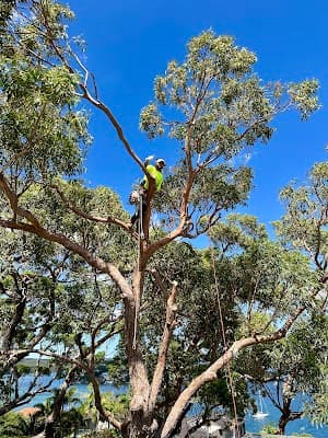 ALEX TREE LOPPING project 3