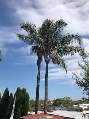 ALEX TREE LOPPING project 4