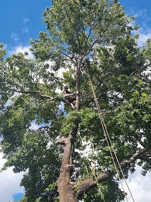 All Around Trees Services - AATS project 3