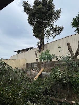 All Around Trees Services - AATS project 5