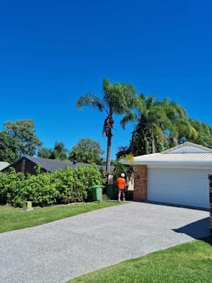 All Tree Pros Removal Services Sydney cover
