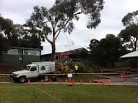 All Tree services