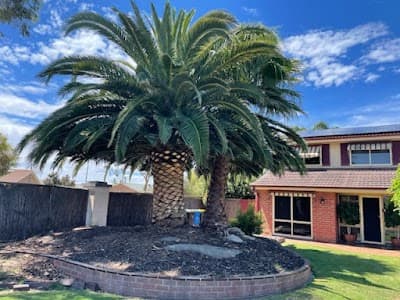 Arborcare Tree Contractors project 4