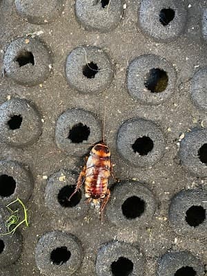 Armor Pest Control project 3