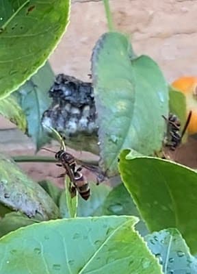 Armor Pest Control project 5