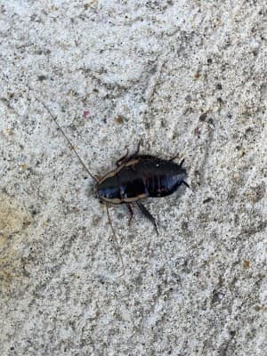 Armor Pest Control project 1