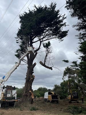 Ballarat Tree Fella cover